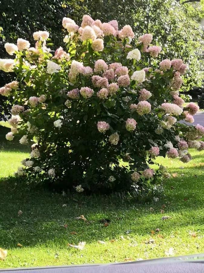 Lily's Garden 4* Charlottetown